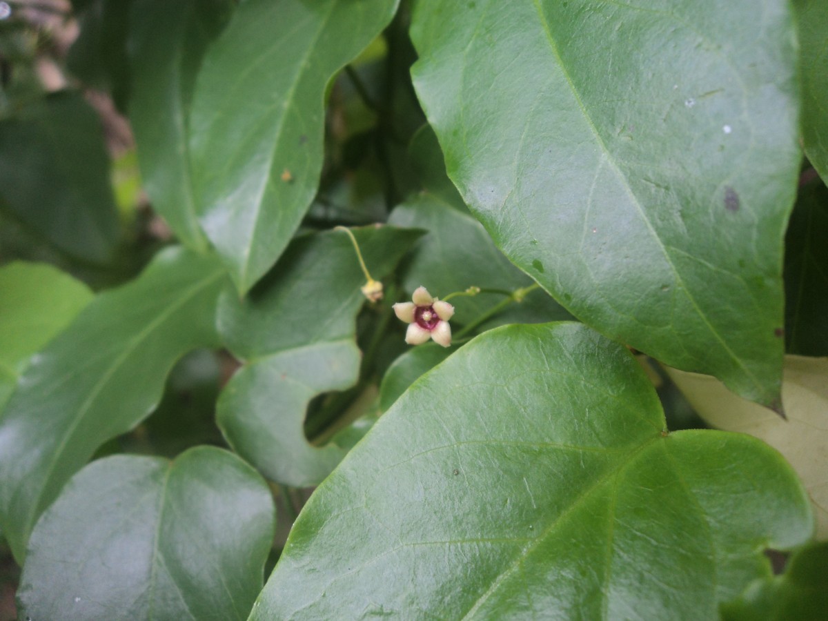 Vincetoxicum bracteatum (Thunb.) Meve & Liede